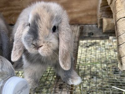 Holland Lop Buck *CAN MEET ON THE WAY TO SALT LAKE 7/17*