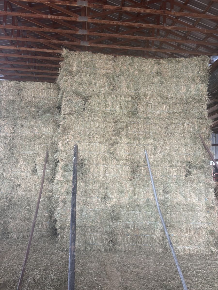 Grass Hay