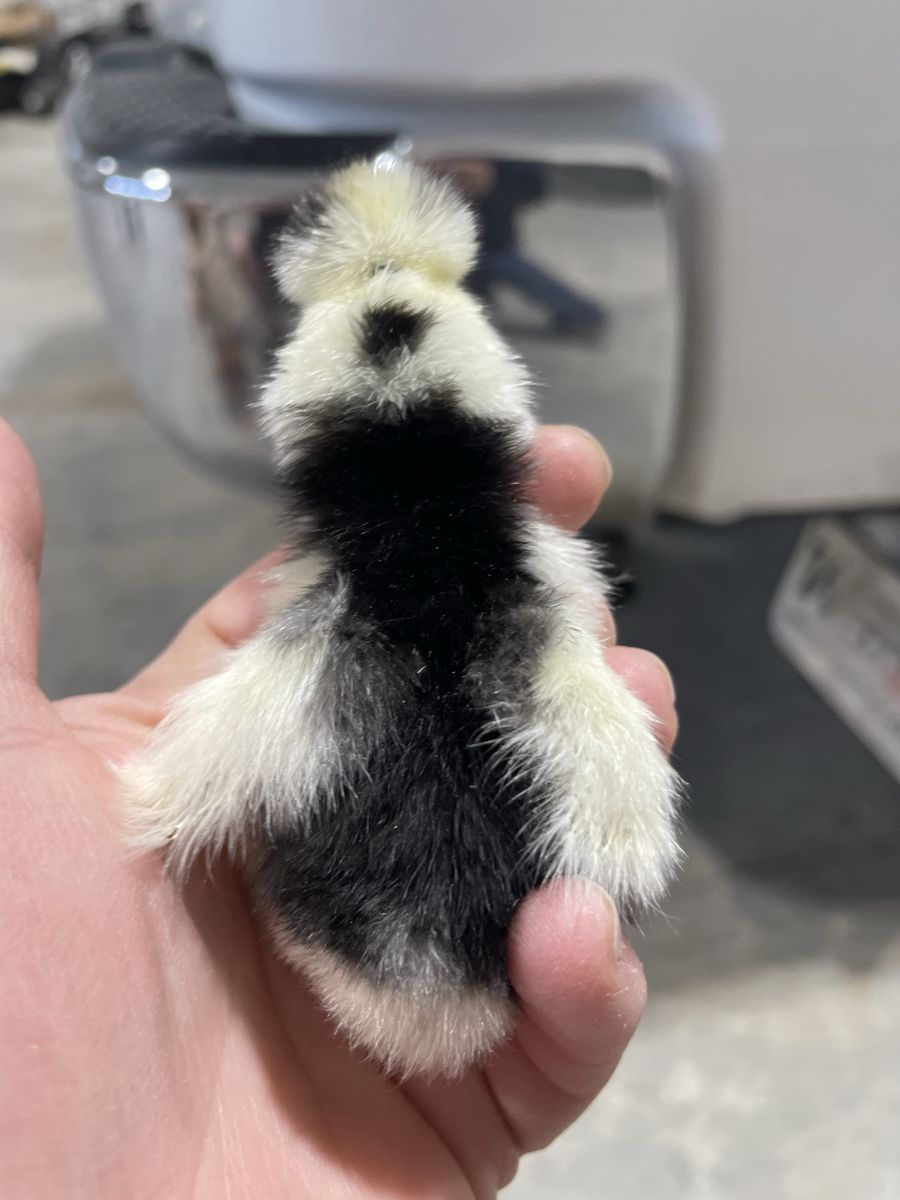 Silkie Chicks - Adorable Fluffy Day-Old Baby Chickens
