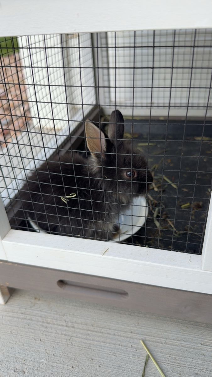 Baby Lionhead