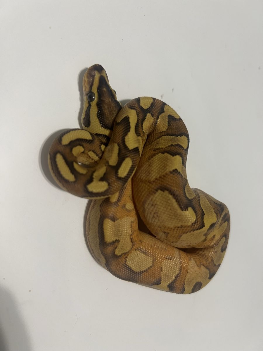 Ball Python Morph Pet Reptile #39