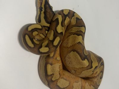 Ball Python Morph Pet Reptile #39
