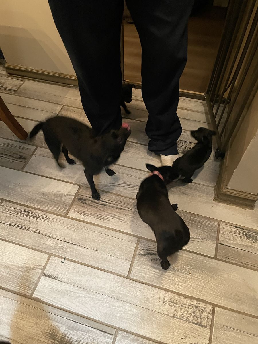 Chihuahua puppies