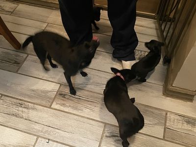 Chihuahua puppies