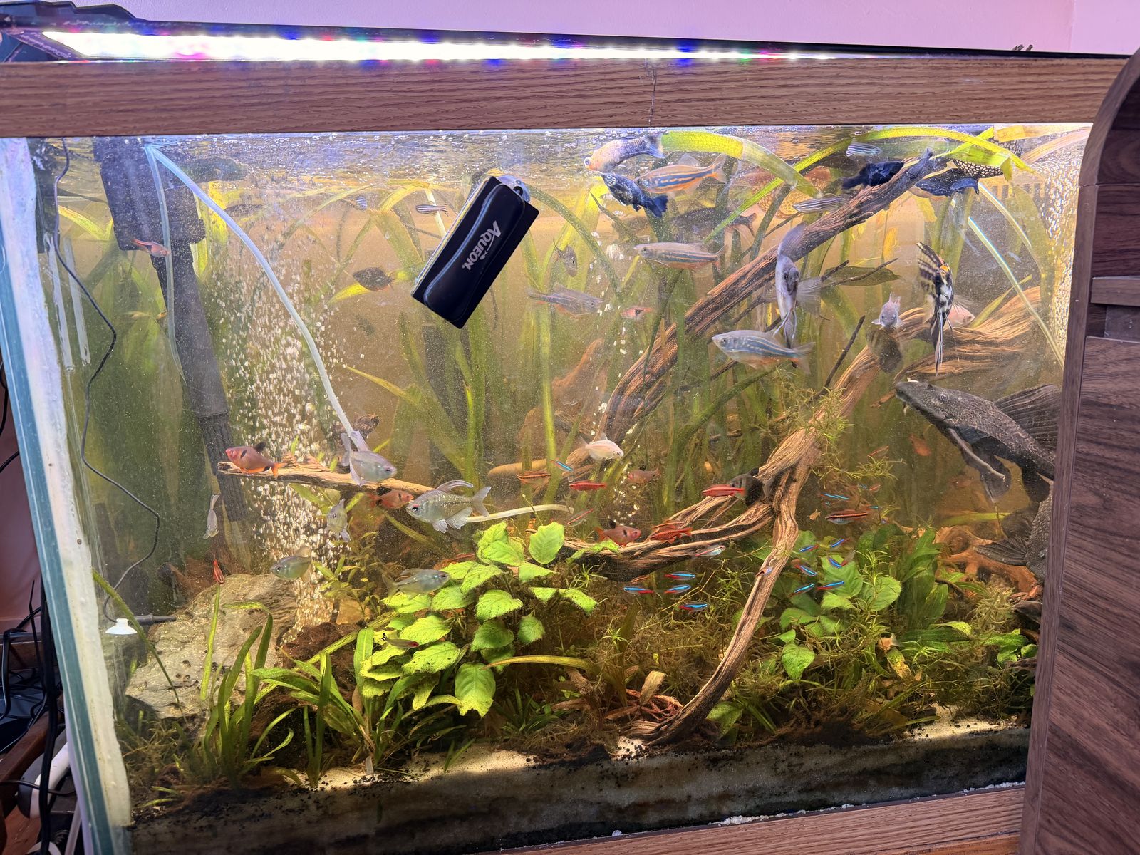 Entire Set Up Of Fresh Water Fish Tank