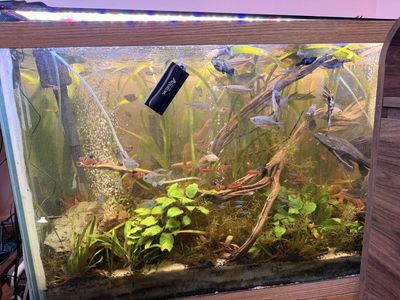 Entire Set Up Of Fresh Water Fish Tank