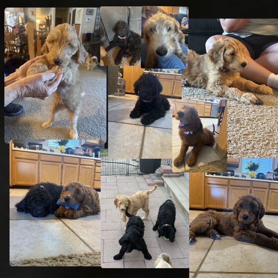 Double Doodle Puppies