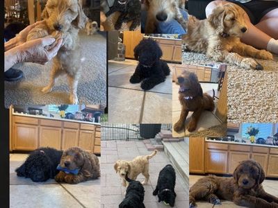 Double Doodle Puppies