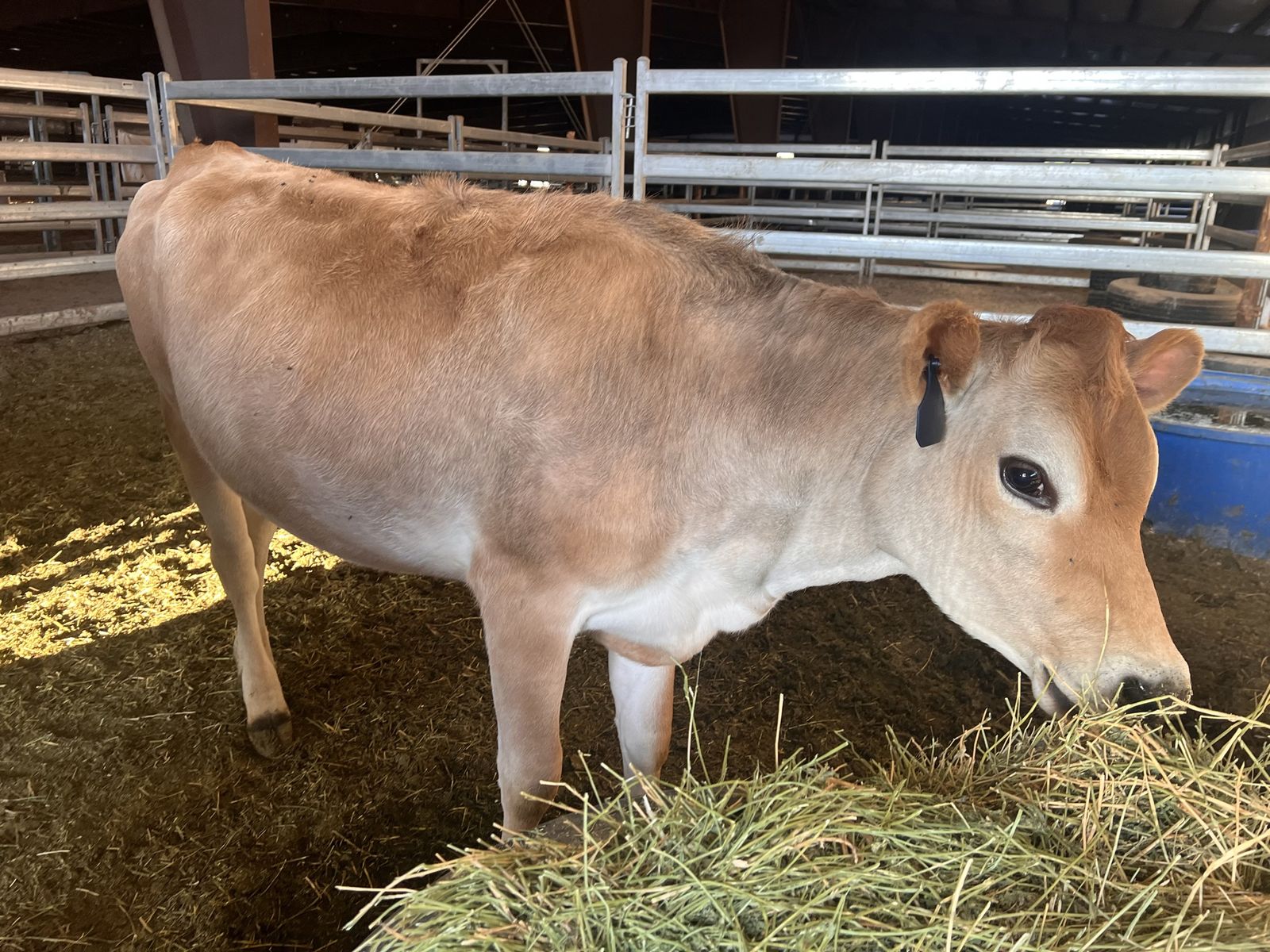 Jersey Heifer’s