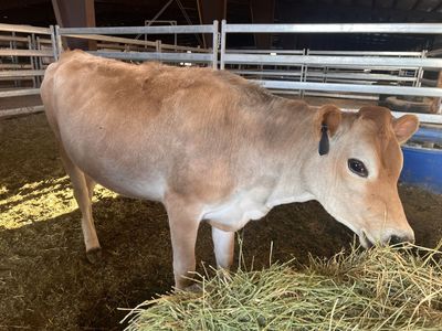 Jersey Heifer’s