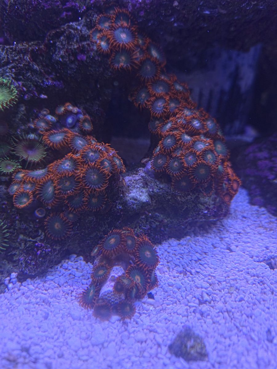 Gatorade Zoa Frag