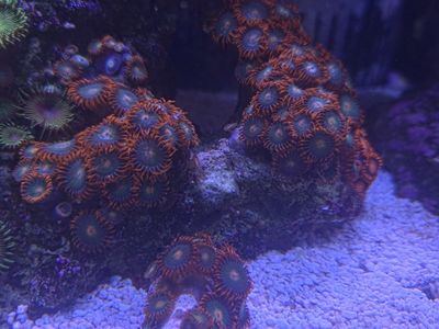 Gatorade Zoa Frag