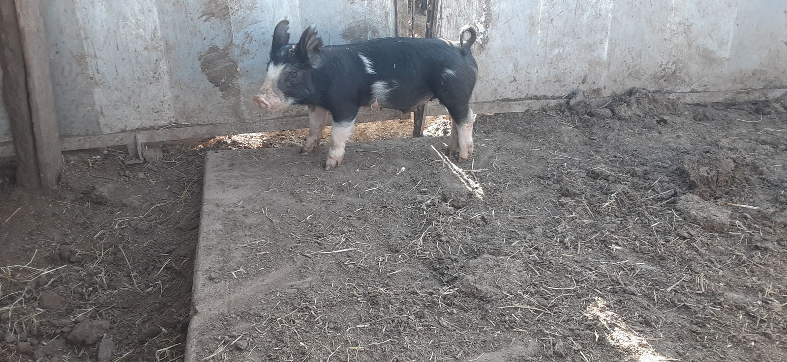 Purebred Beerkshire weaner