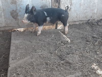 Purebred Beerkshire weaner