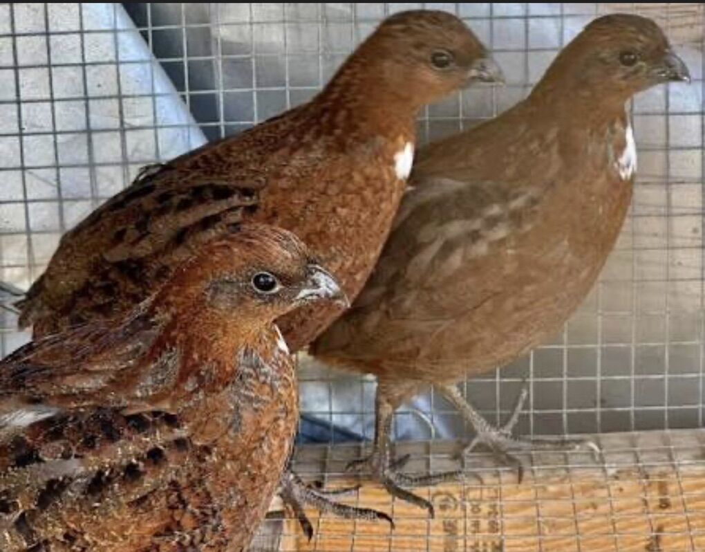 Tennessee Red Bobwhite Eggs
