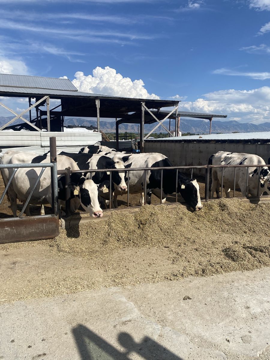 Holstein cows