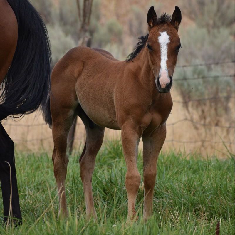 Metallic Cat/Peptoboonsmal/Doc O’Lena Stud Colt