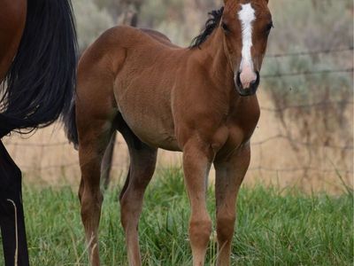 Metallic Cat/Peptoboonsmal/Doc O’Lena Stud Colt