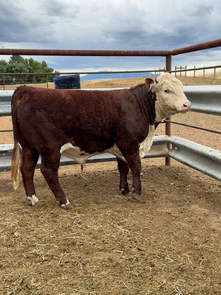 Commercial Yearling Hereford Bull (1100 Pounds)