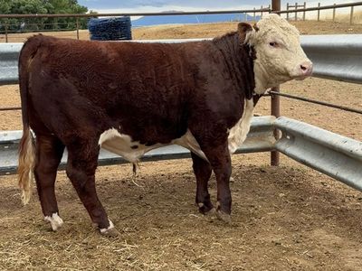 Commercial Yearling Hereford Bull (1100 Pounds)