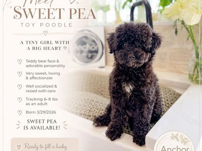 t e d d y • b e a r • 🧸 Akc toy poodles