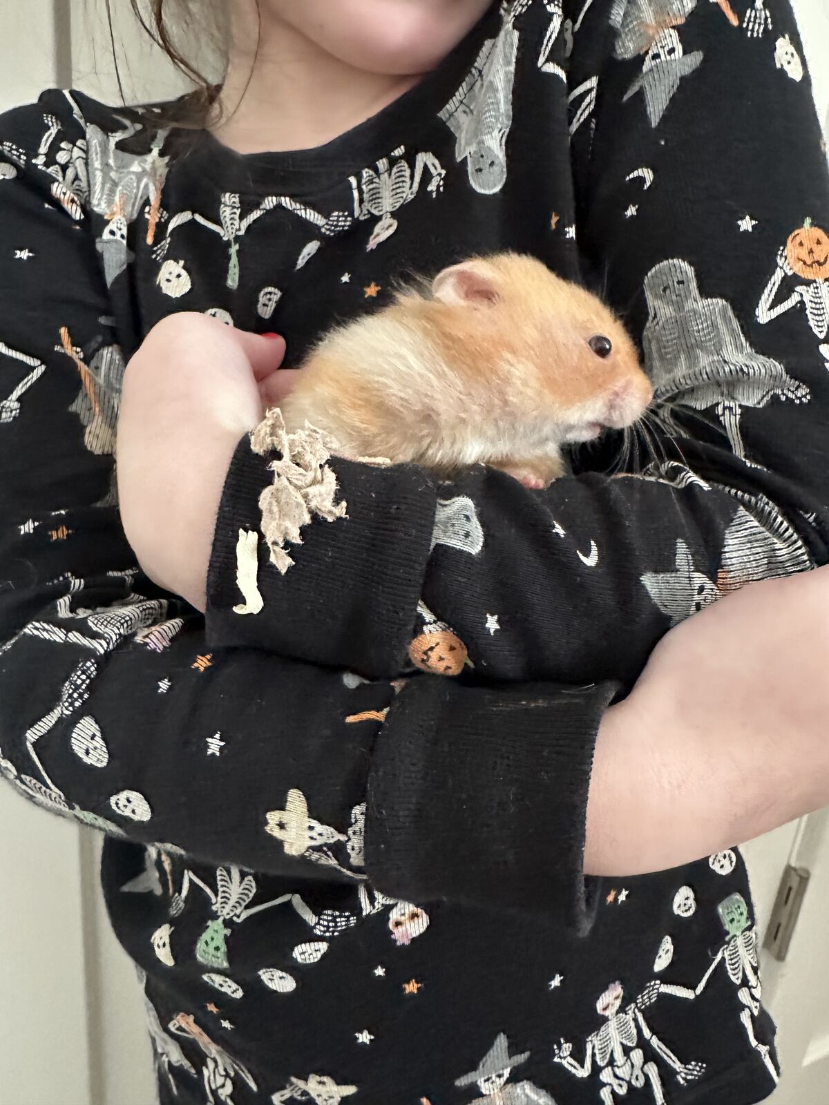 Female Teddy Bear Hamster