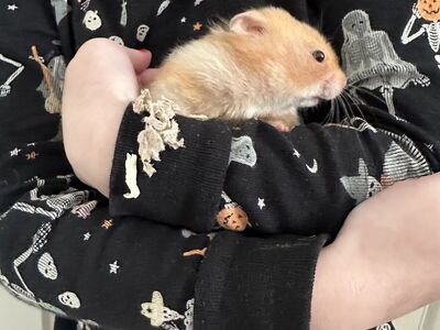 Female Teddy Bear Hamster