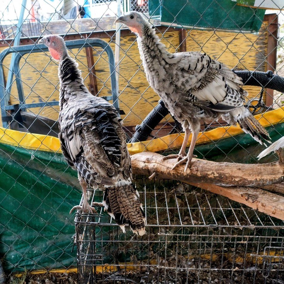4 months Narragansett turkey Males
4 months White turkey boy/girl couple