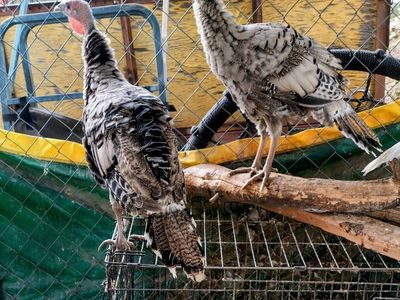 4 months Narragansett turkey Males
4 months White turkey boy/girl couple