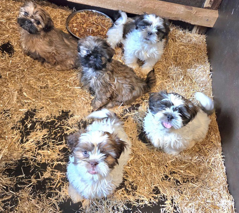 Purebred Shih Tzu Puppies