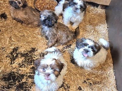 Purebred Shih Tzu Puppies