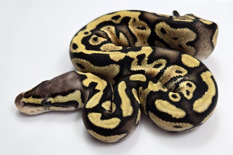 2026 Baby Ball Python Male