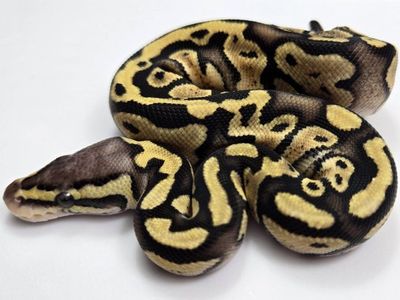 2026 Baby Ball Python Male