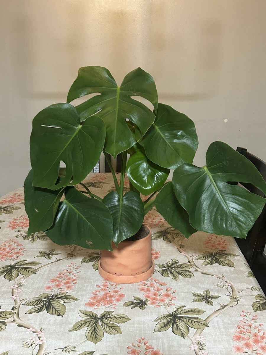Lush Monstera Deliciosa Plant in Terracotta Pot - Healthy & Vibrant Houseplant