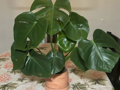 Lush Monstera Deliciosa Plant in Terracotta Pot - Healthy & Vibrant Houseplant