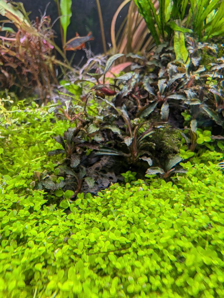 Monte Carlo (XL portion)
