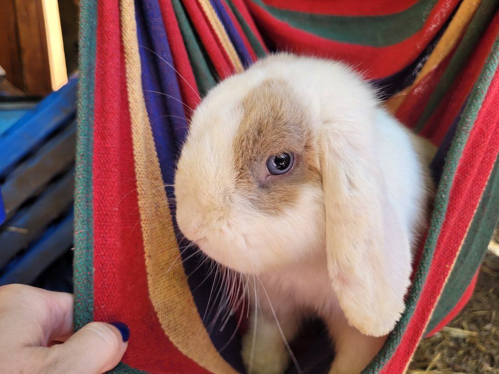 Purebred Holland Lop