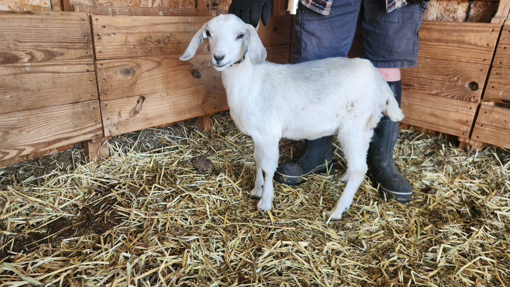 nubian cross doeling.