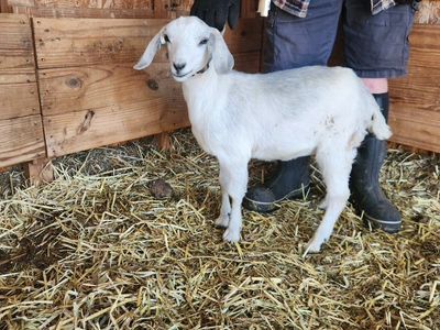 nubian cross doeling.