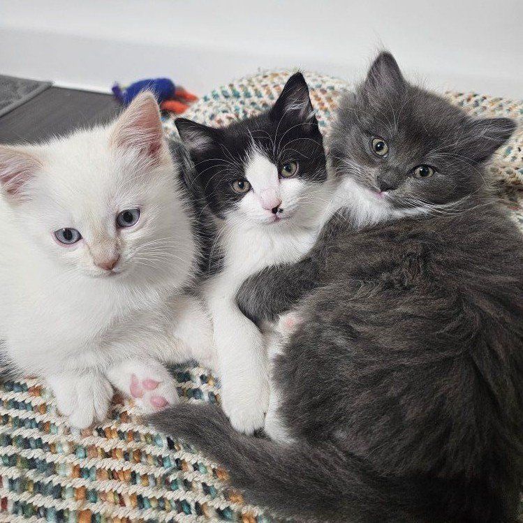 Kitties need new homes!