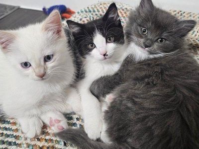 Kitties need new homes!