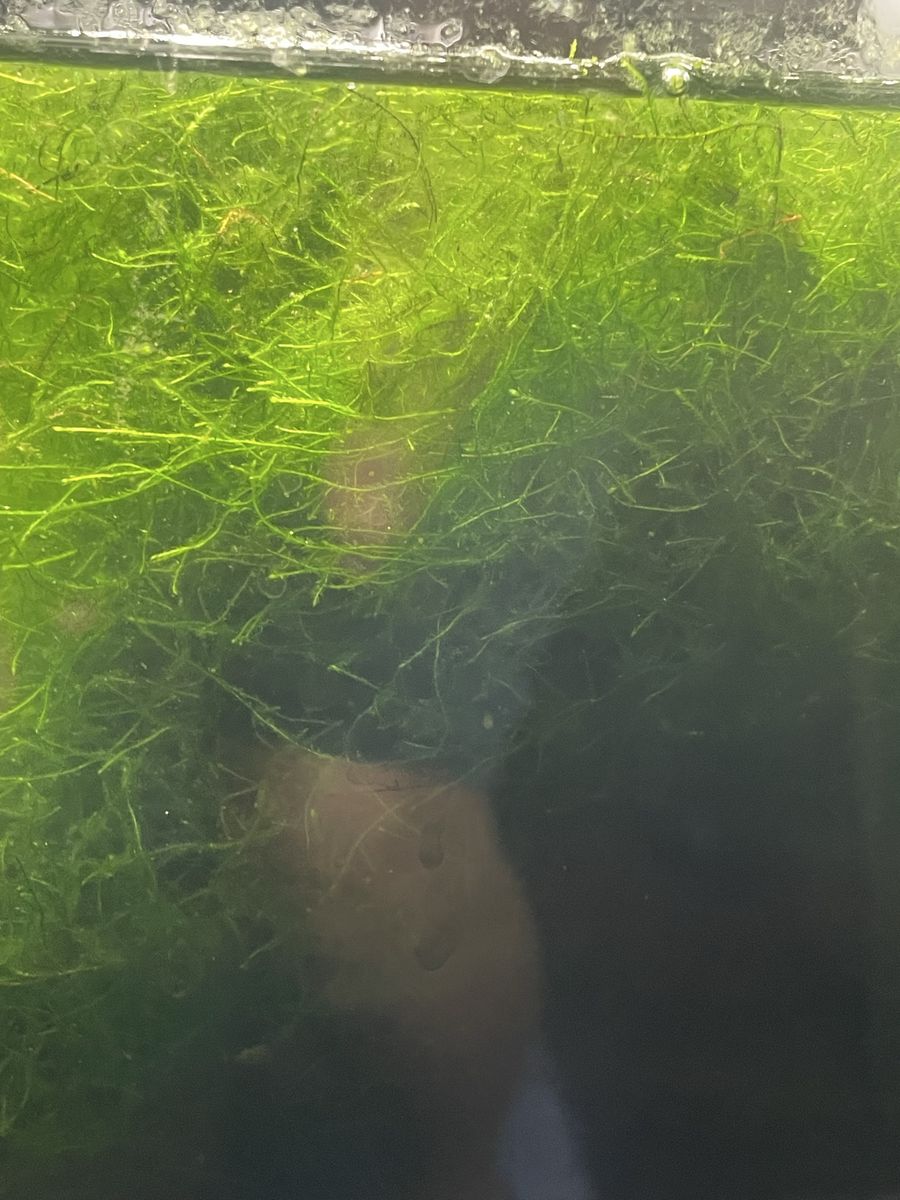 Java Moss