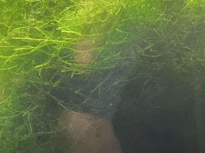 Java Moss