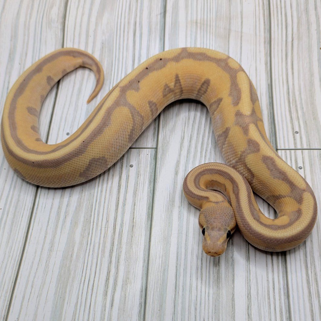 2025 Male Banana Genetic Stripe Ball Python