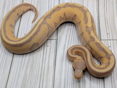2025 Male Banana Genetic Stripe Ball Python