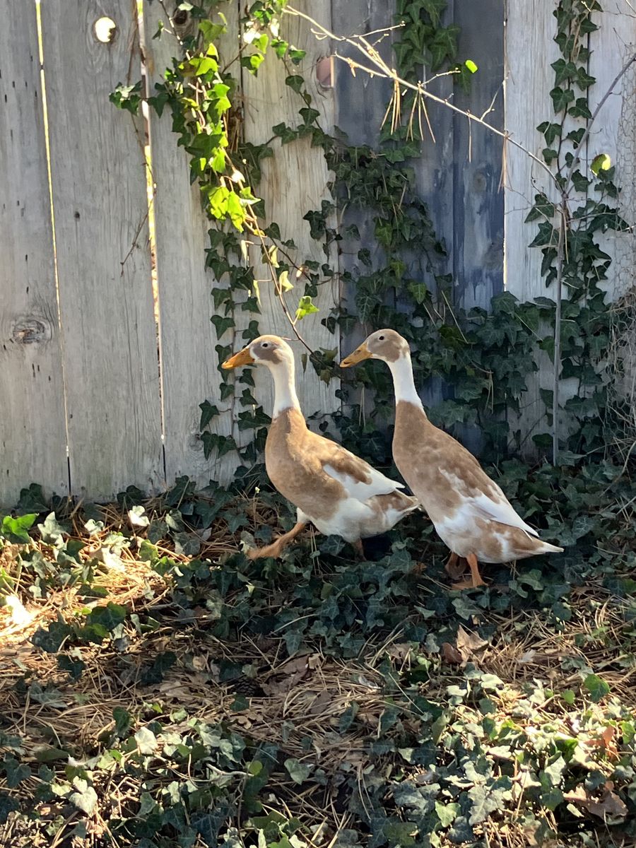 Two Female Runner Ducks