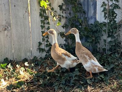 Two Female Runner Ducks