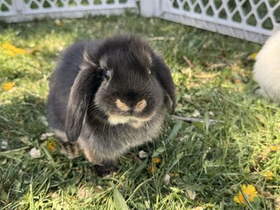 Purebred Holland Lop Bunnies