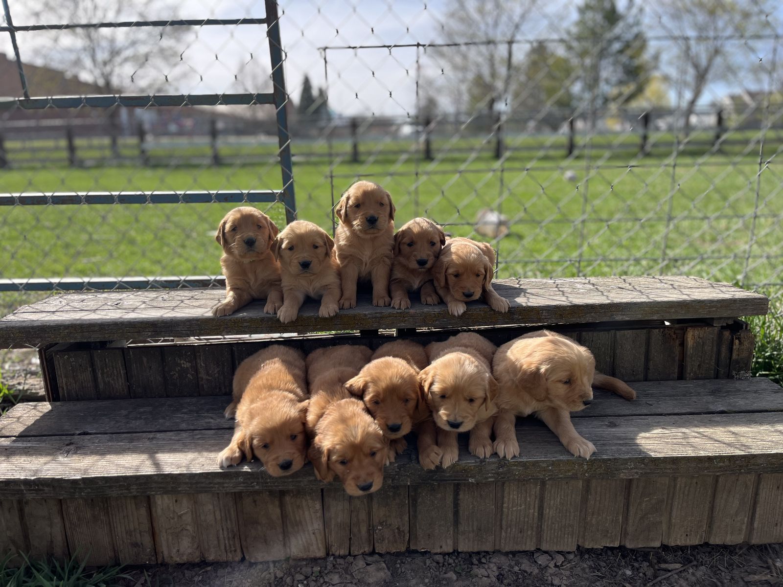 Golden Retriever Puppies AKC