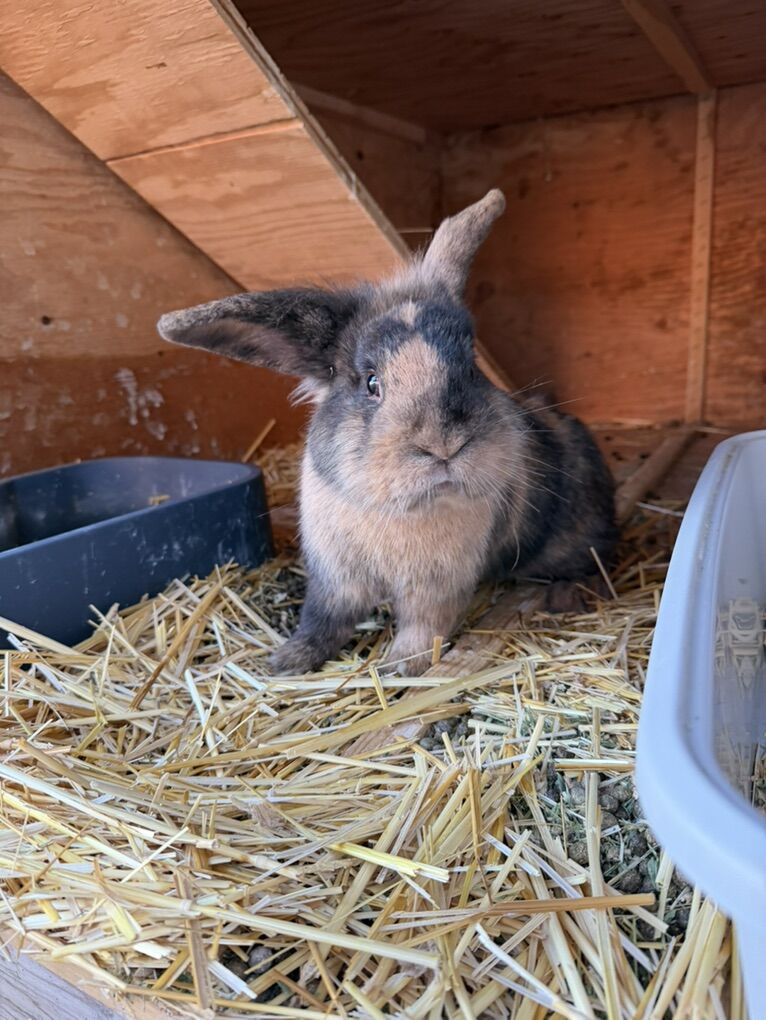 Free LionHead Holland lops